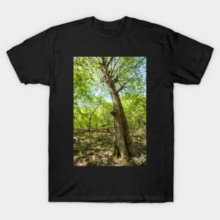 Beech forest and hiking trail T-Shirt